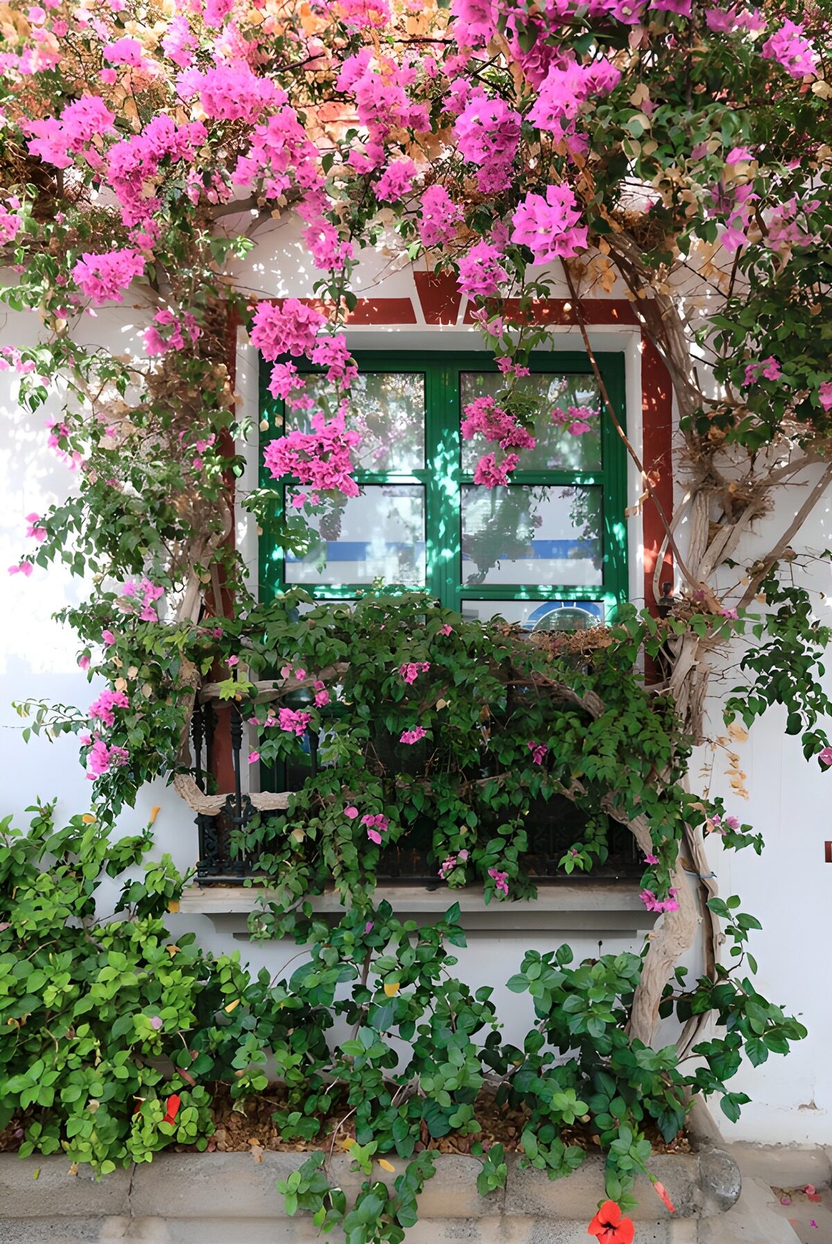 Pink bougainvillea round a sunlit window