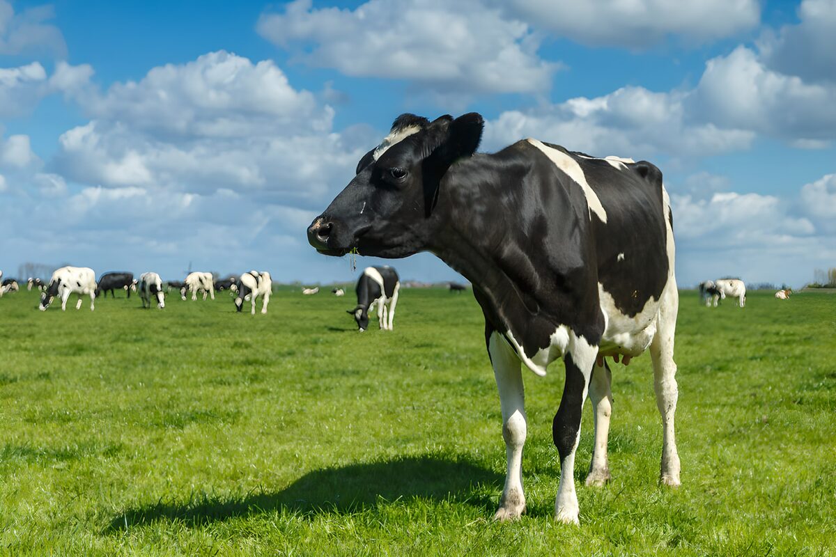 The cow who came for the grass