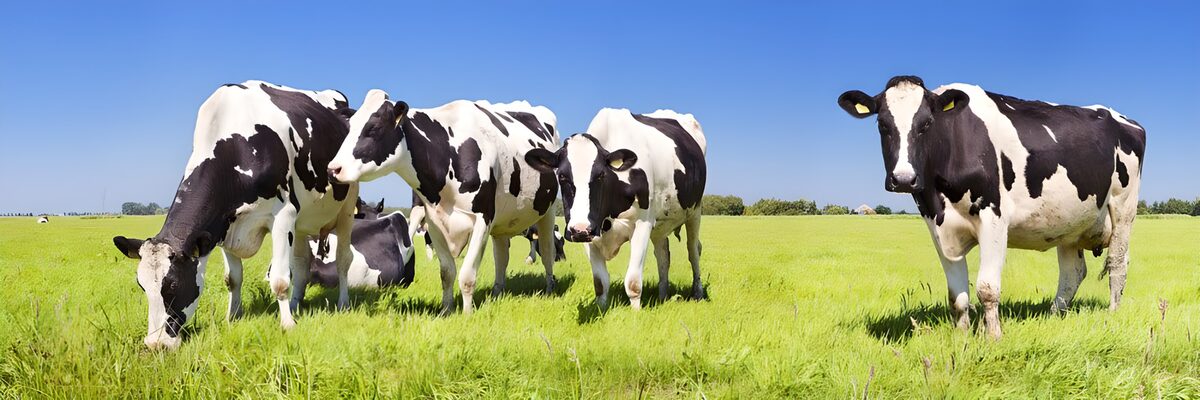 Black-and-white cows in a sunlit field