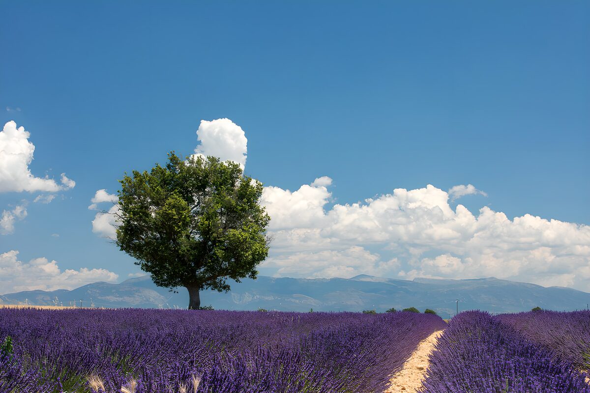 Sunlit lavender field with a lone tree