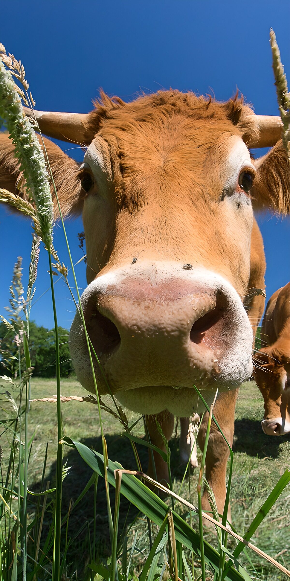 Curious brown cow, nose to the camera