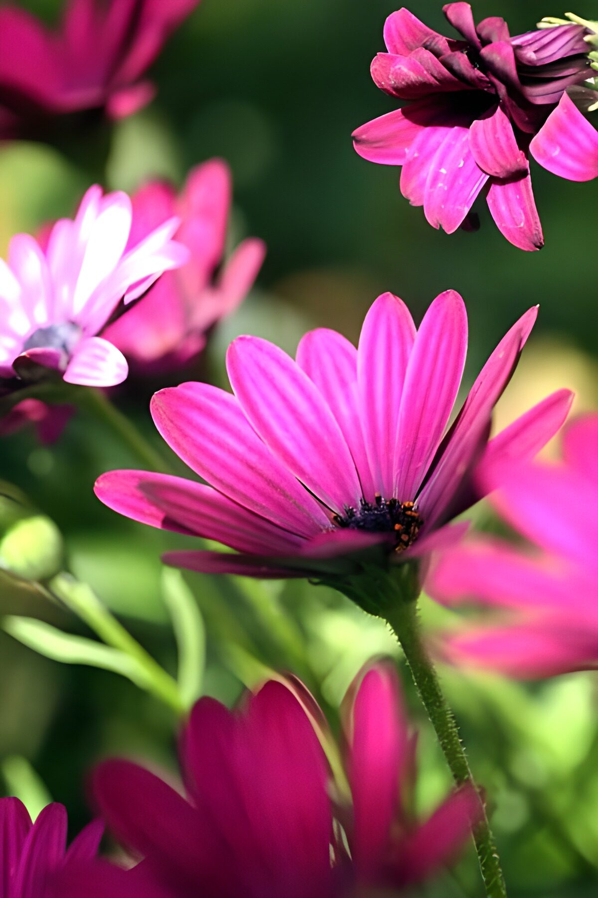 Pink daisies in bright sunshine
