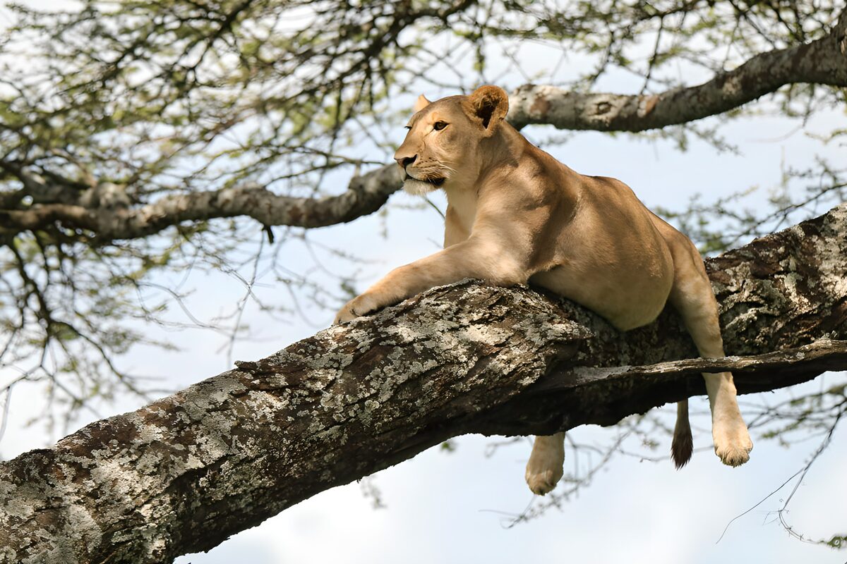 Lioness resting on a sunlit branch