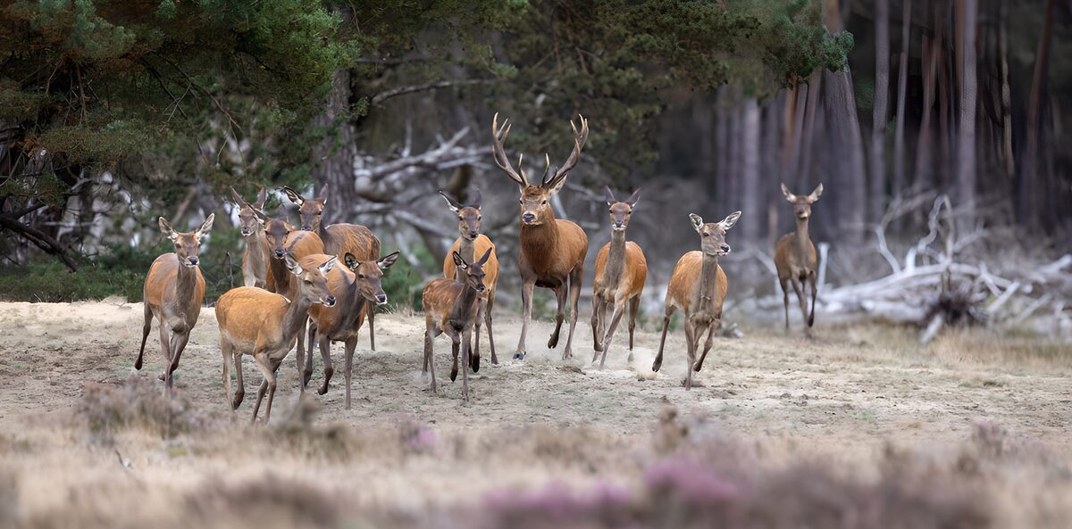 Deer trotting across a sandy clearing