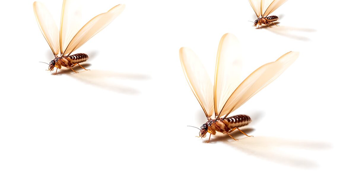 Three winged insects in soft amber