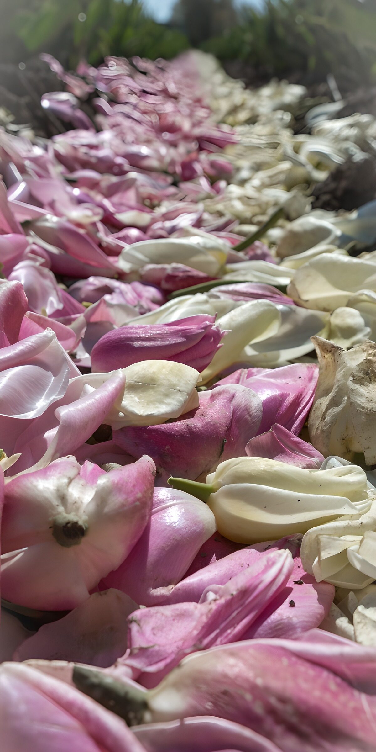 Fallen tulip petals in soft pink and white