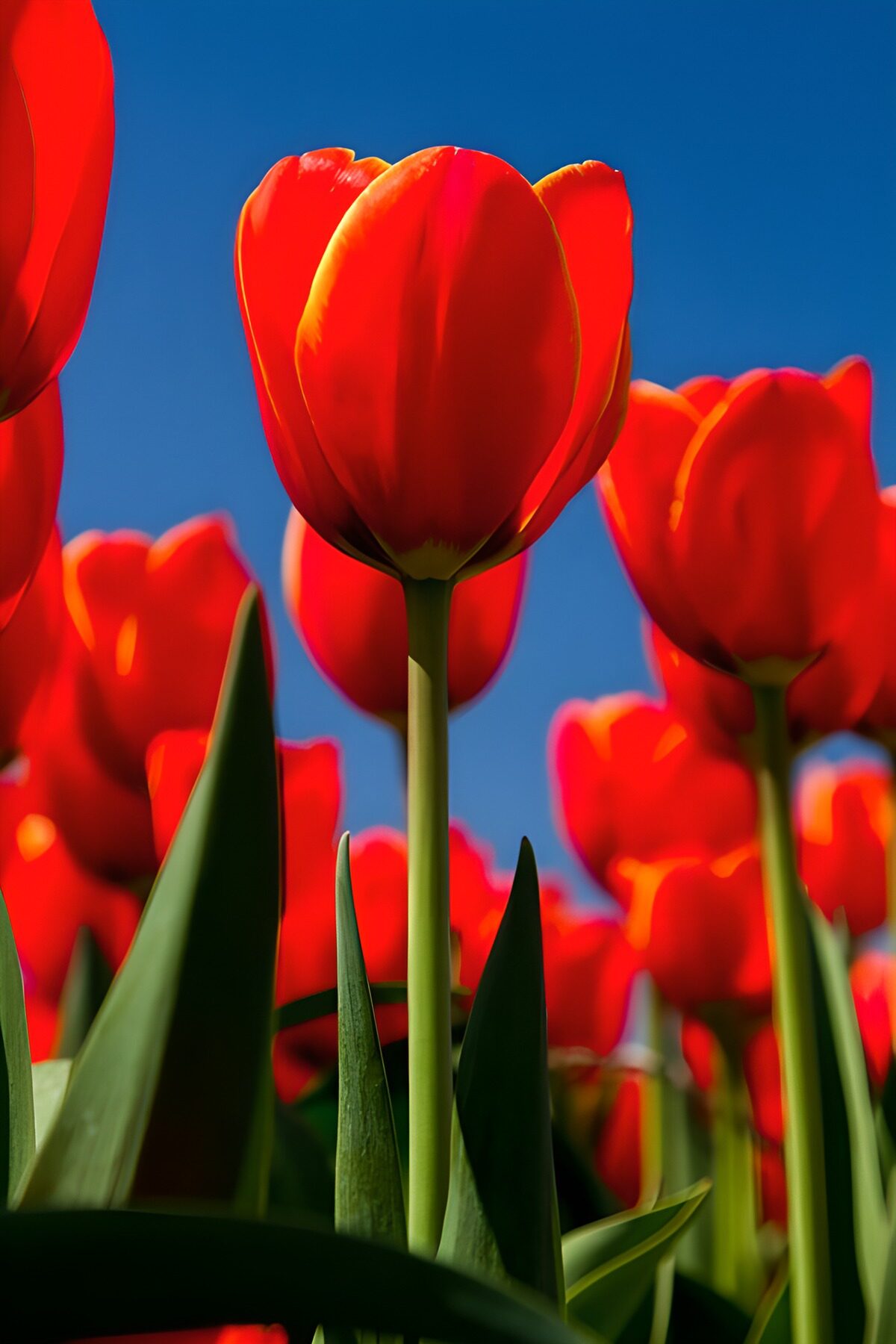 Sunlit red tulips against a blue sky