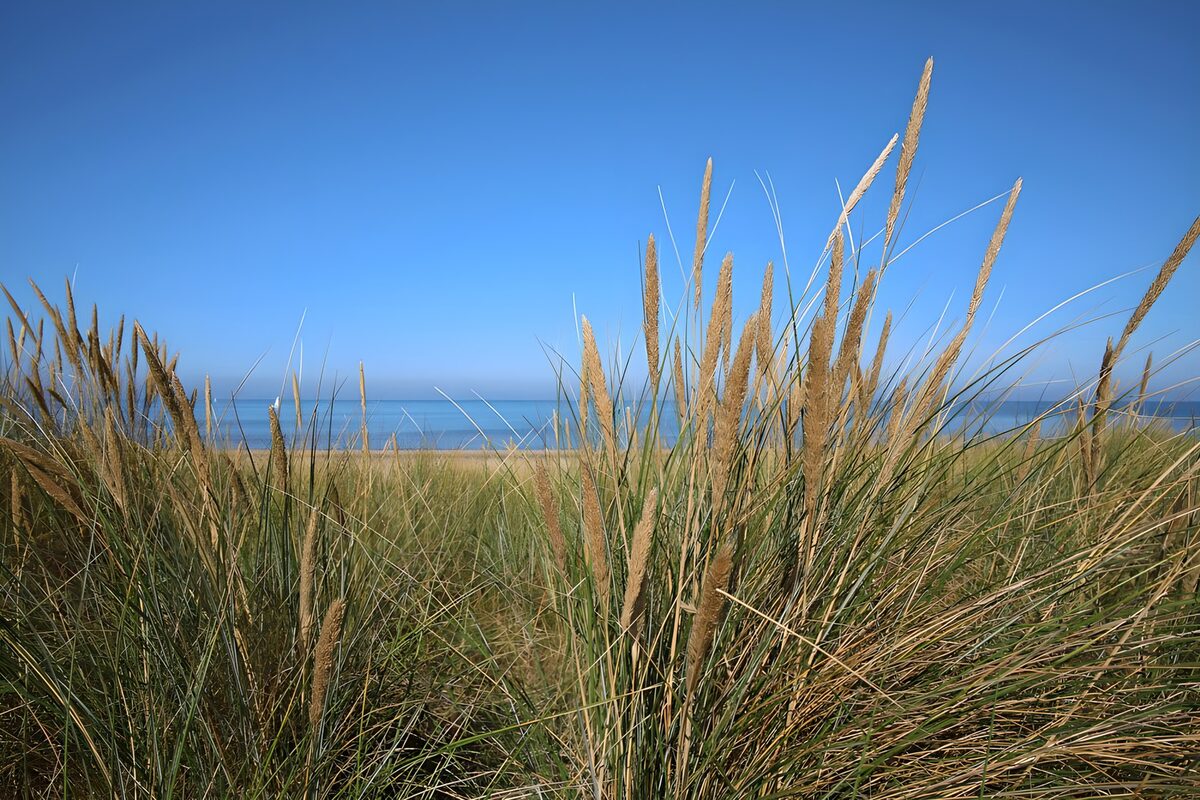 Sunlit dune grass beside the sea