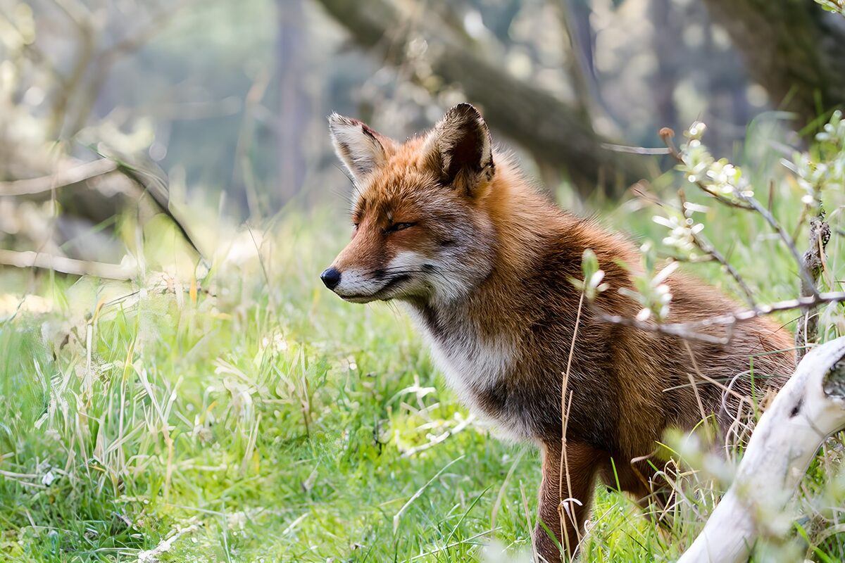 Watchful red fox in woodland grass