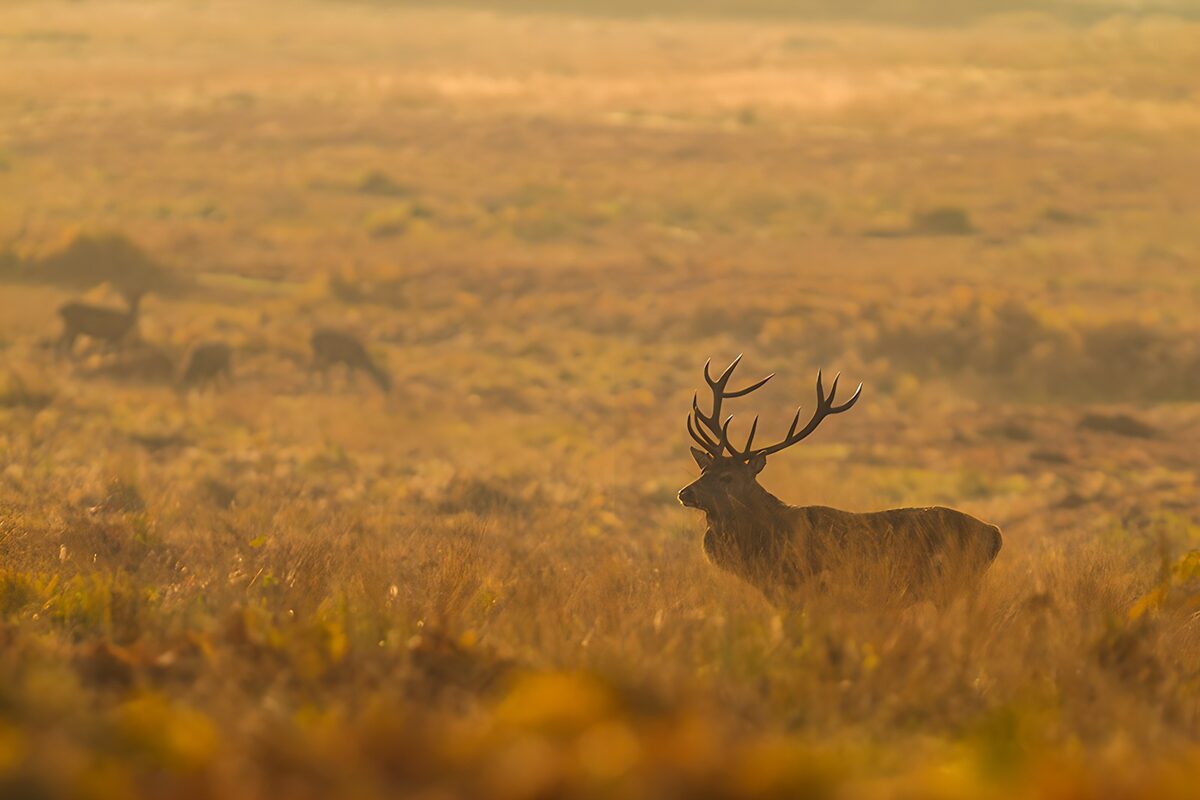 Red deer stag in sunlit golden grass
