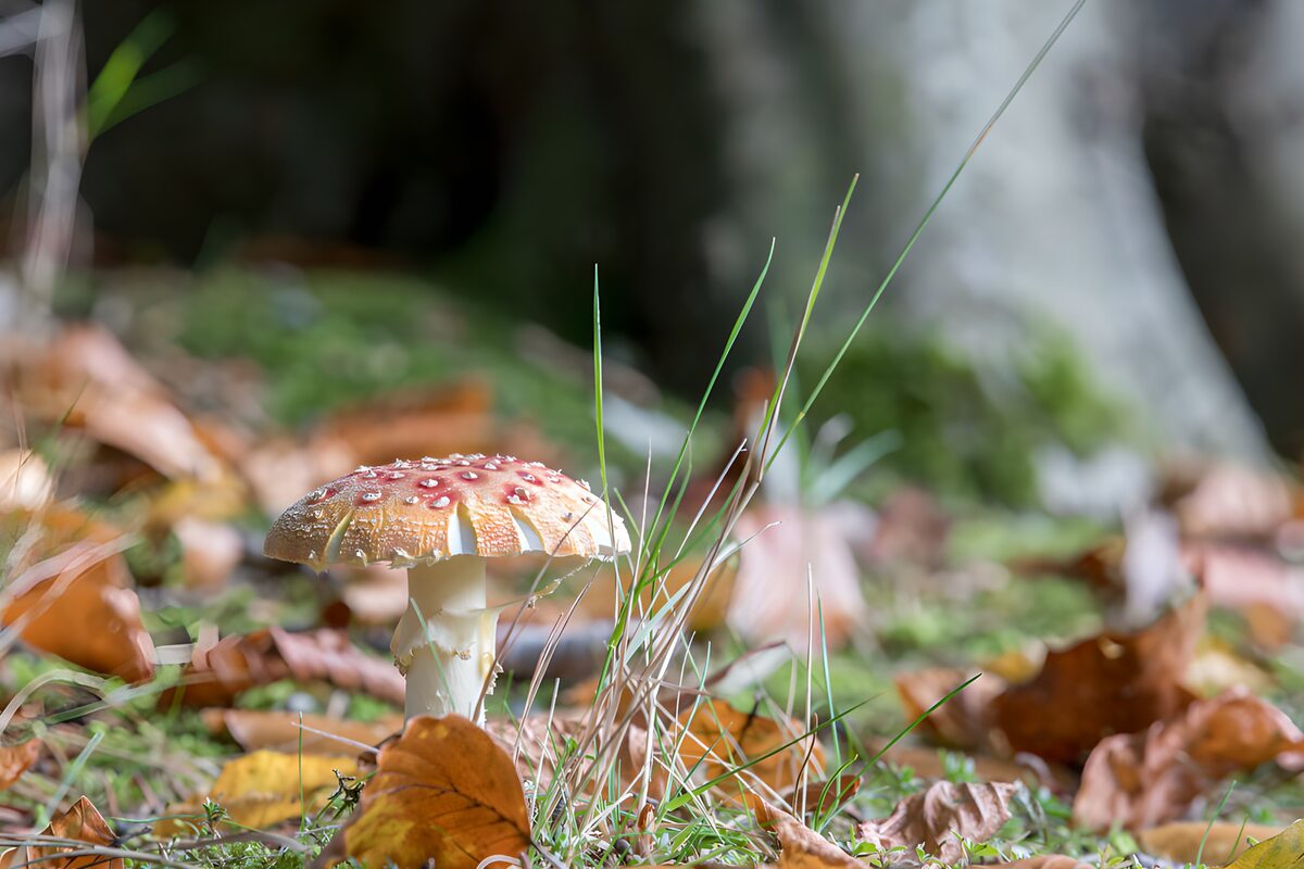 A red toadstool in autumn's hush