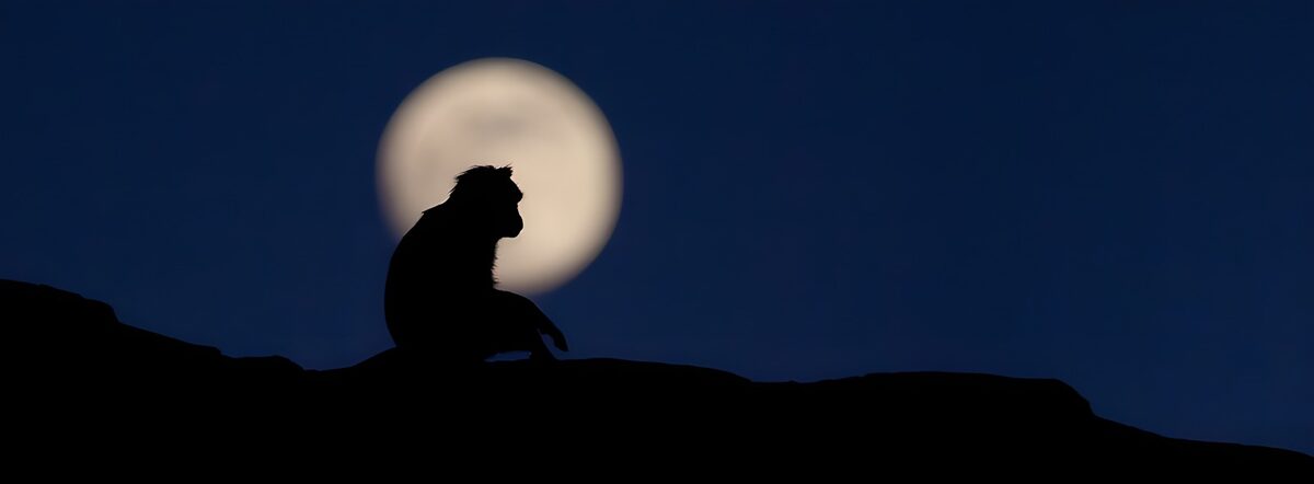 Monkey at rest against the full moon