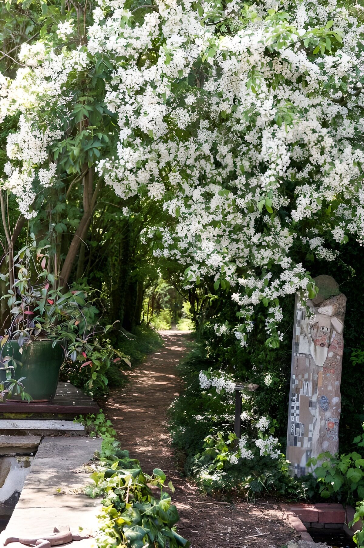 Shaded garden path beneath white blossom