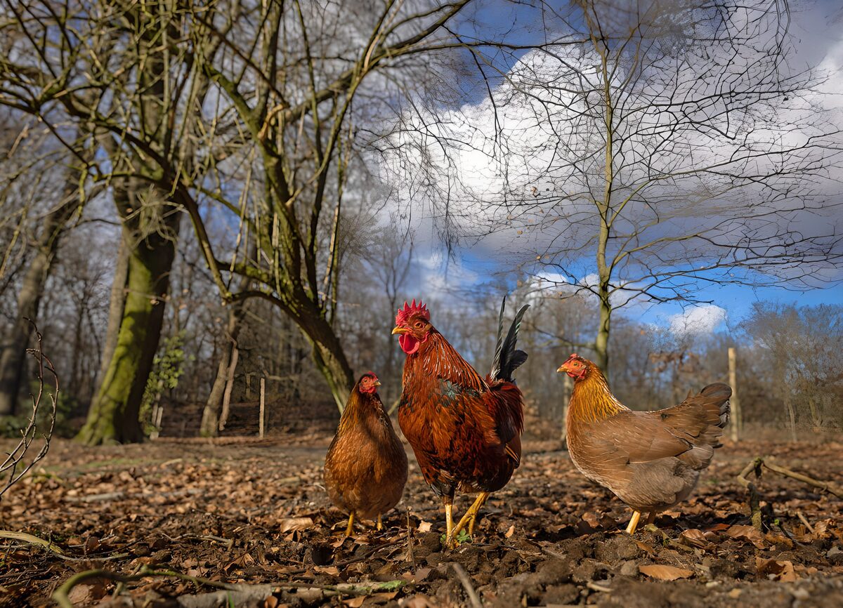 Red cockerel and two hens in the sun