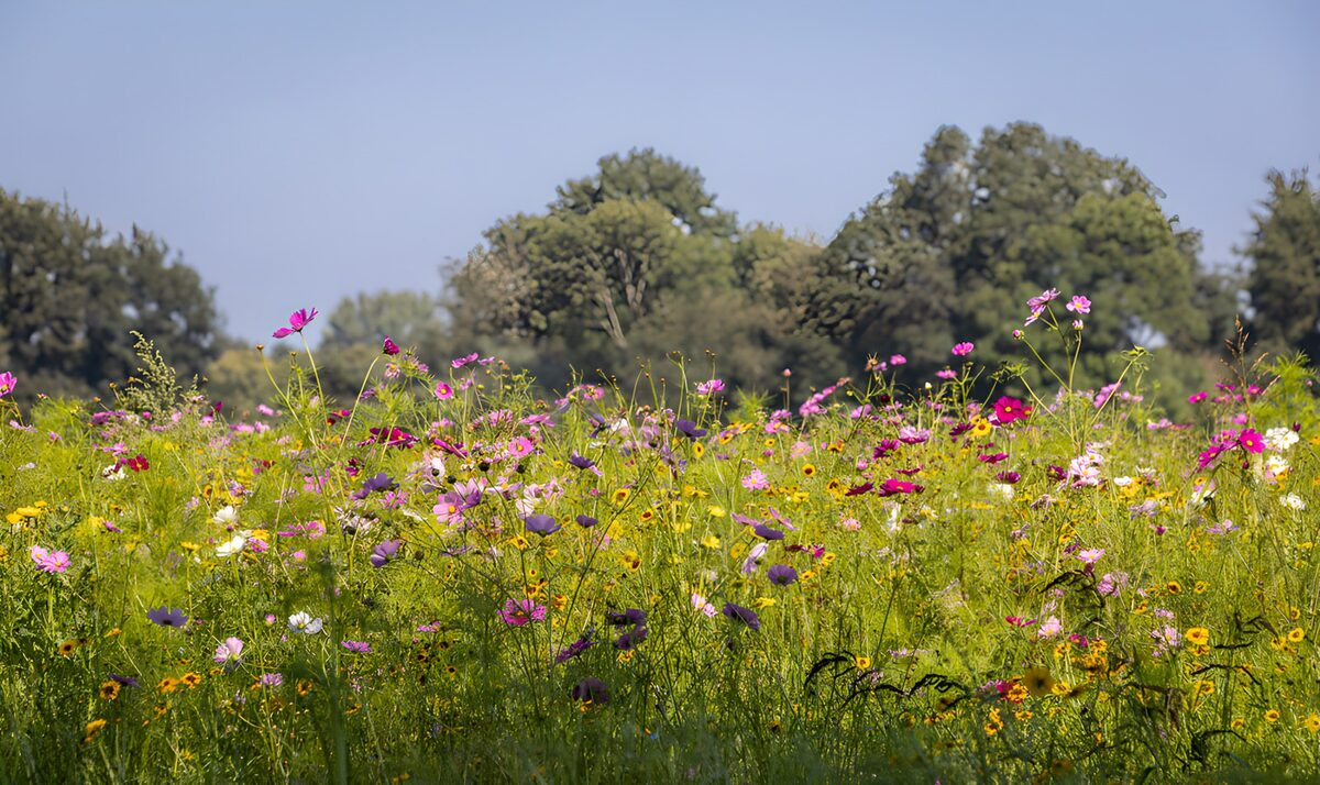 Sunlit meadow of pink and white flowers
