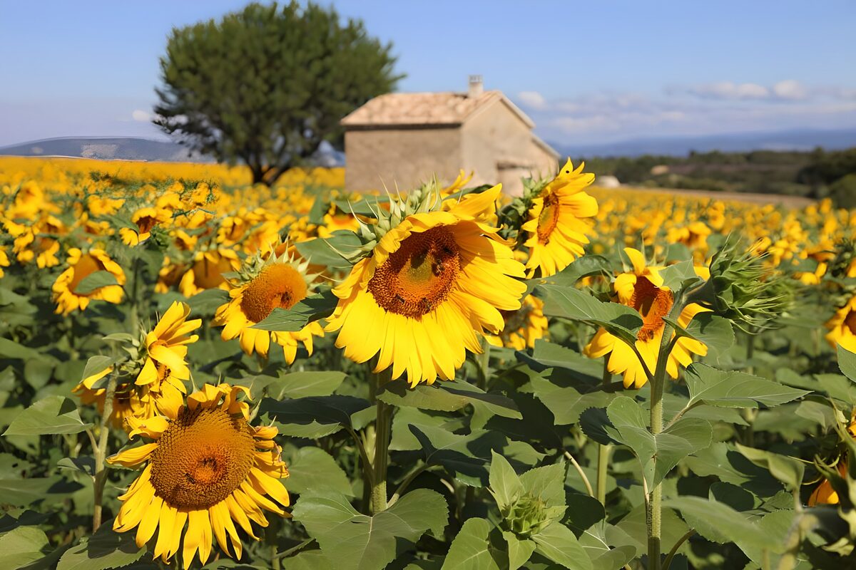 Sunflower field on a summer's day