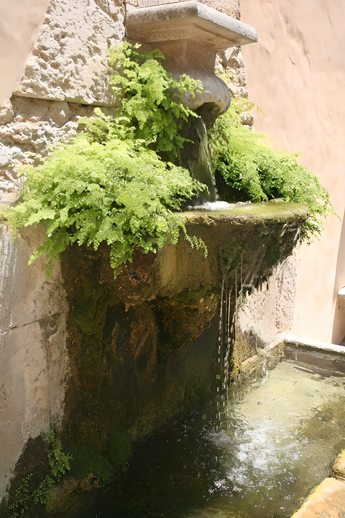 Stone wall fountain among lush ferns