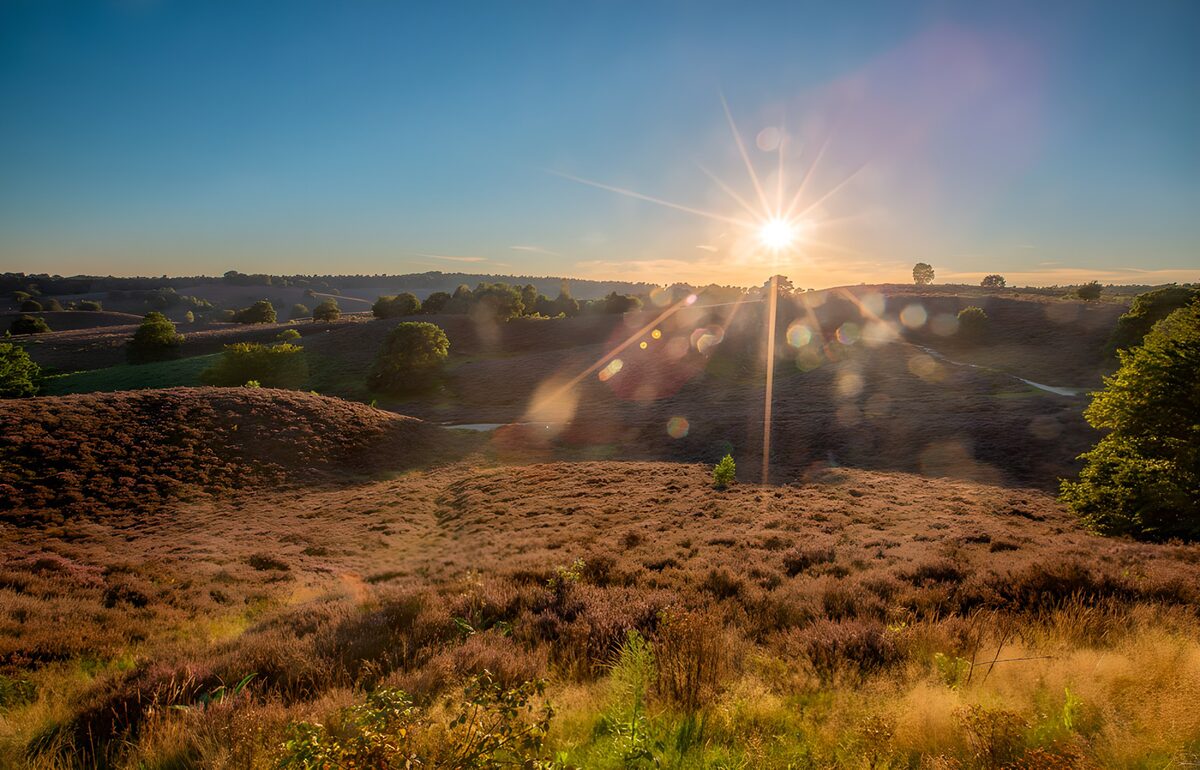 Rolling heathland in golden light
