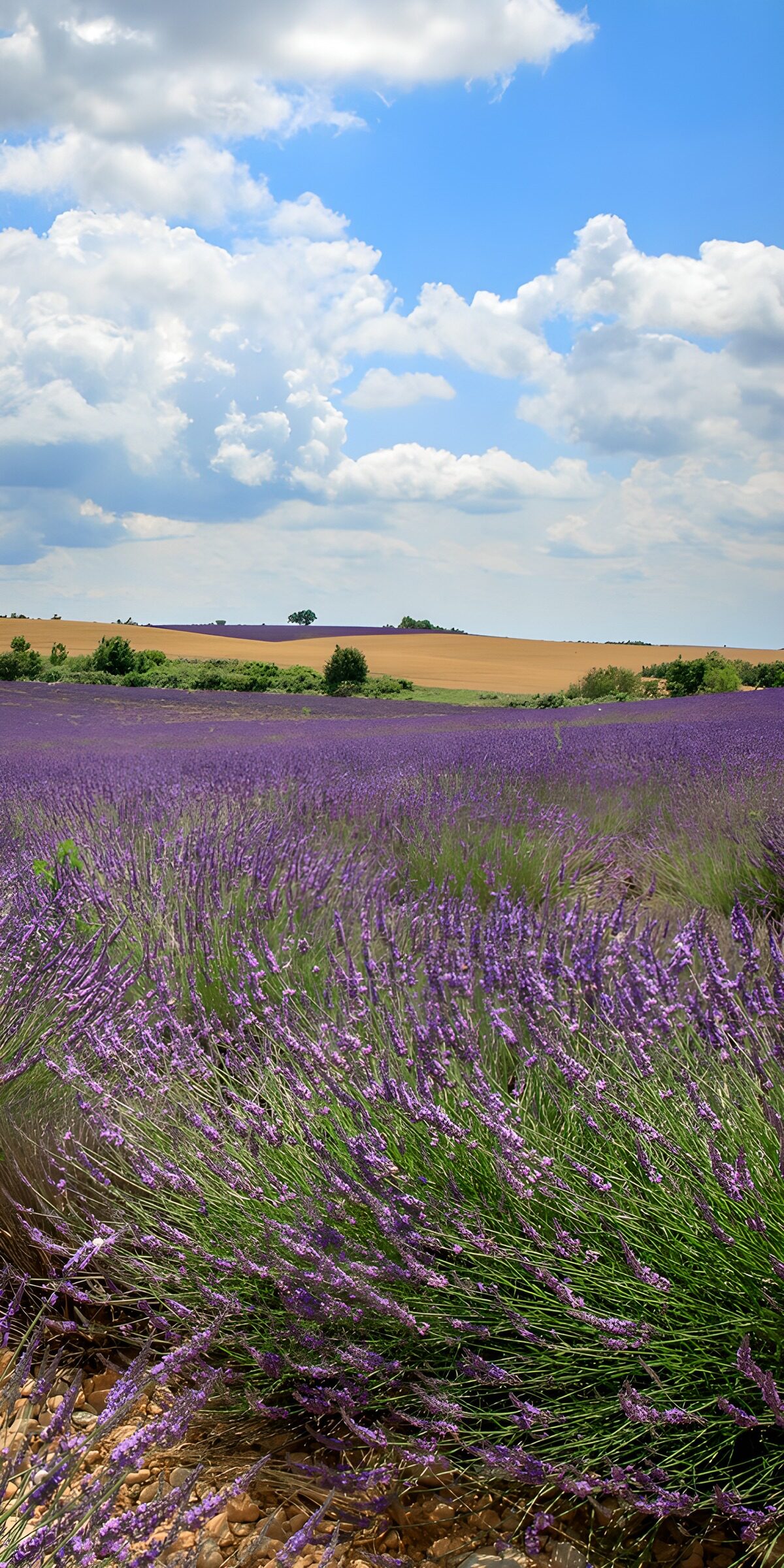 Lavender fields beneath a big blue sky