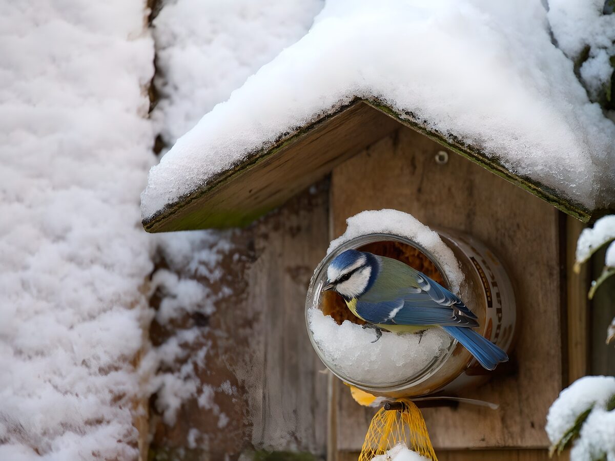 Blue tit at a snow-covered feeder