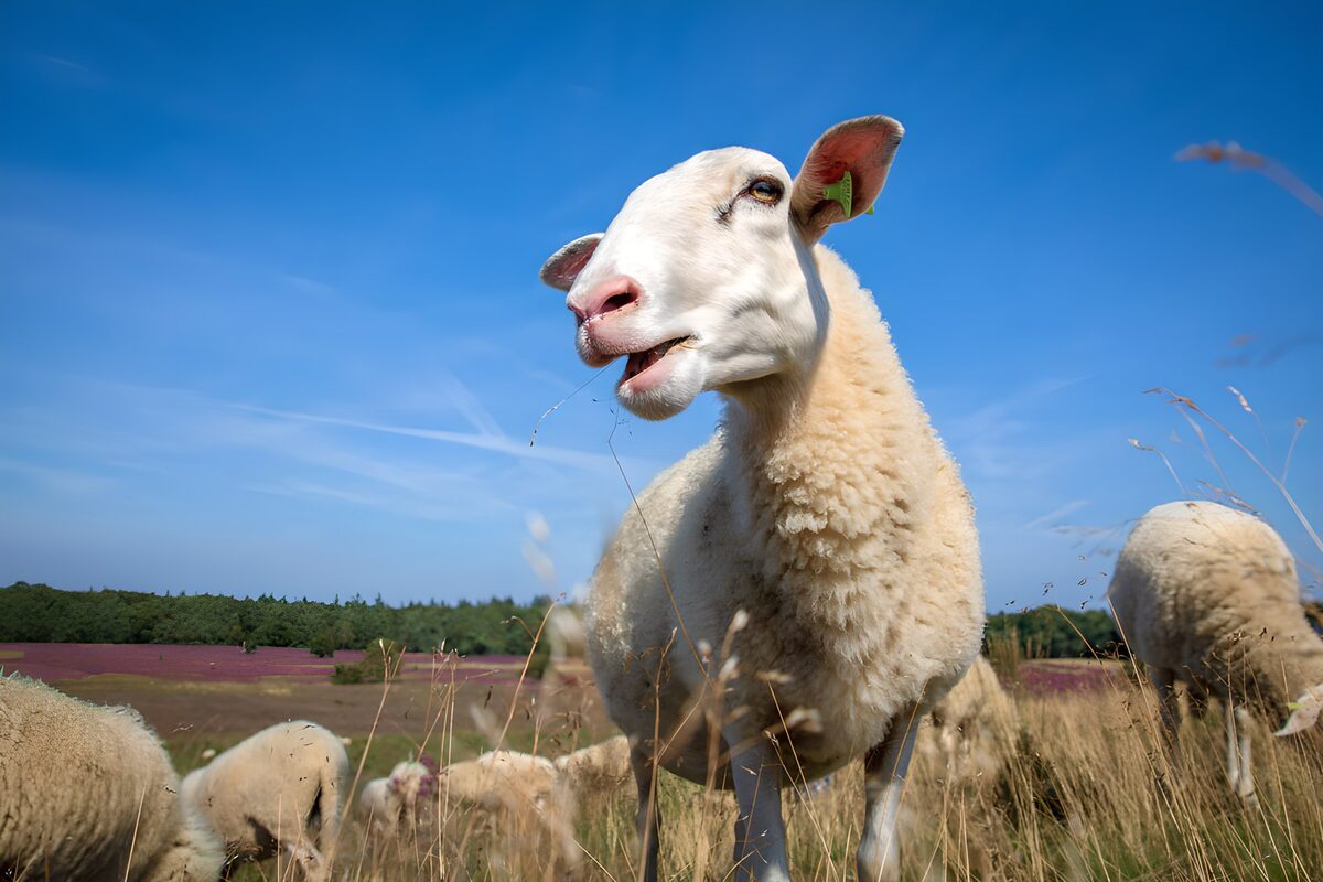 White sheep up close in a sunny meadow