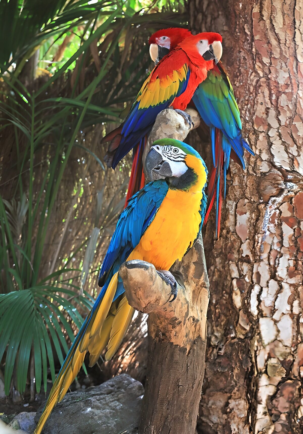 Three macaws in dappled tropical light