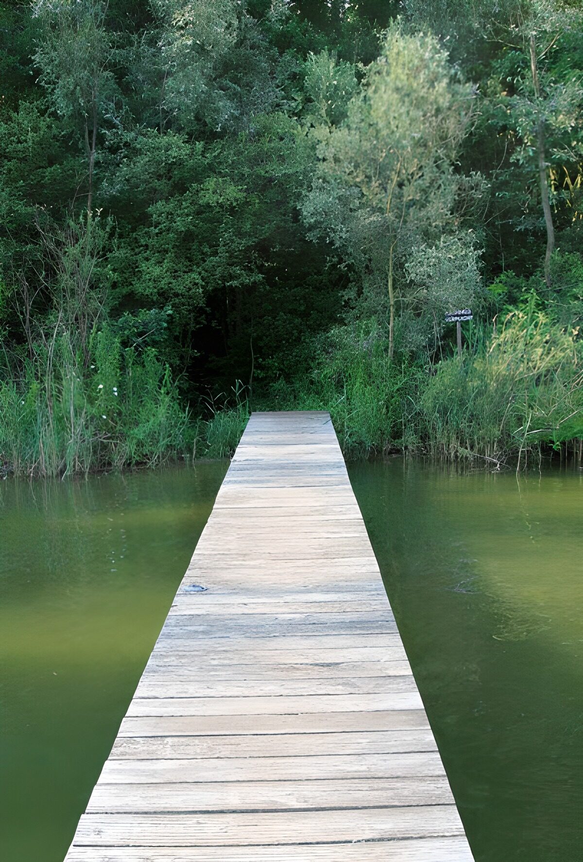 Wooden walkway over quiet green water