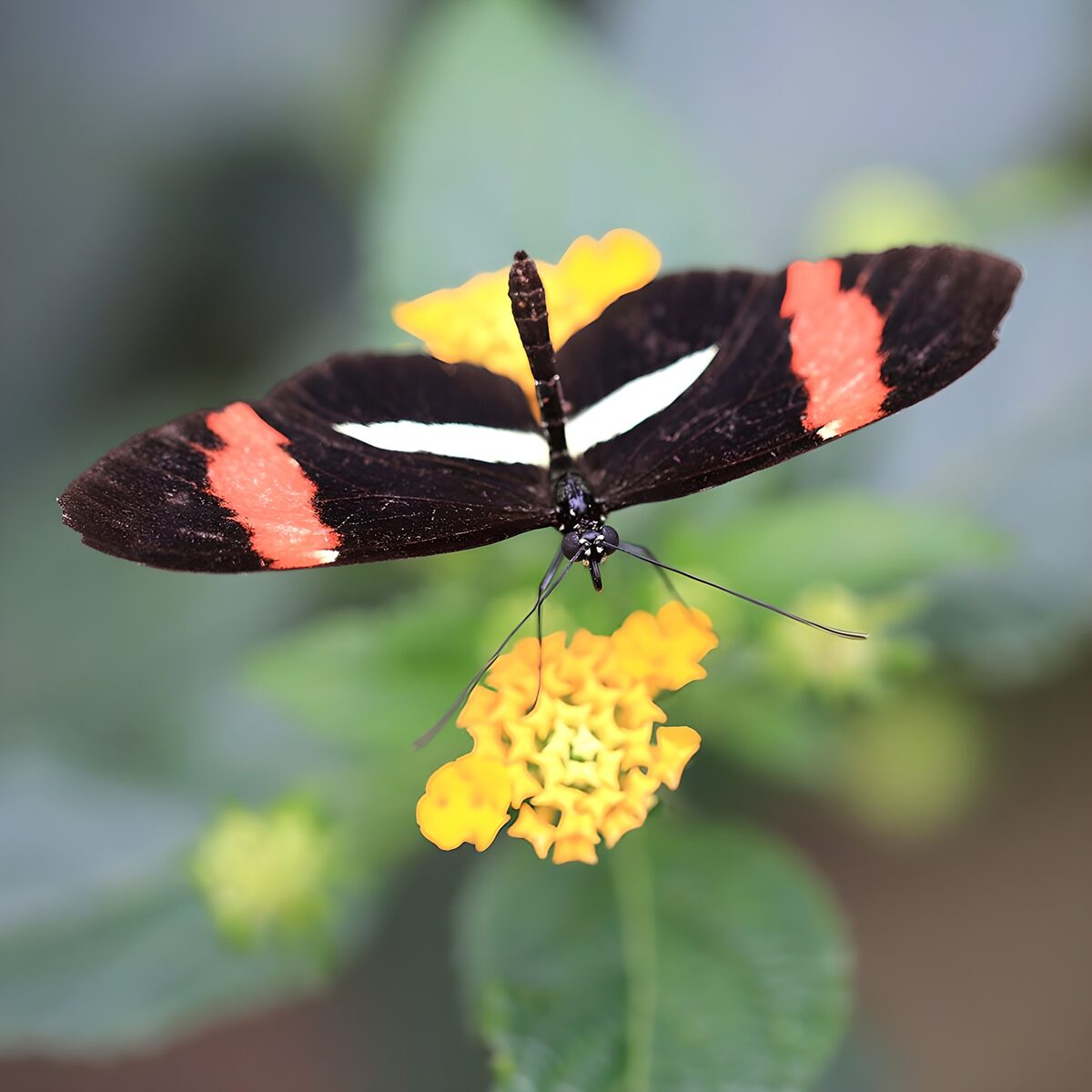 Butterfly on yellow flowers, wings wide