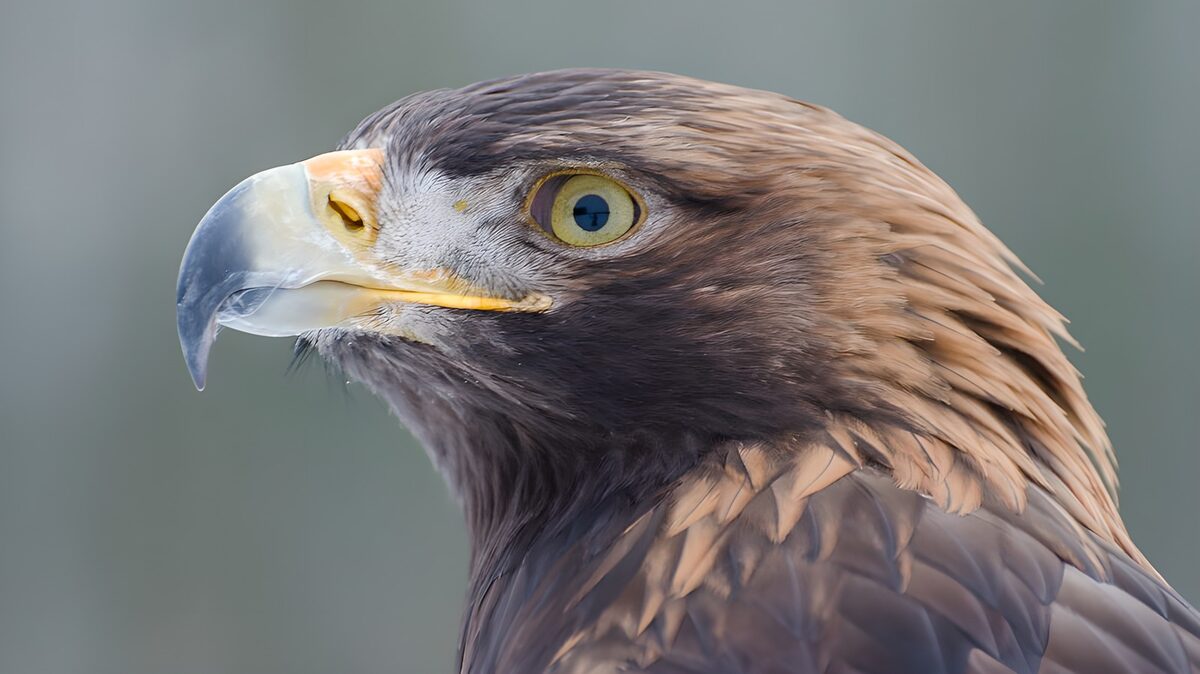 Watchful eagle in close-up profile