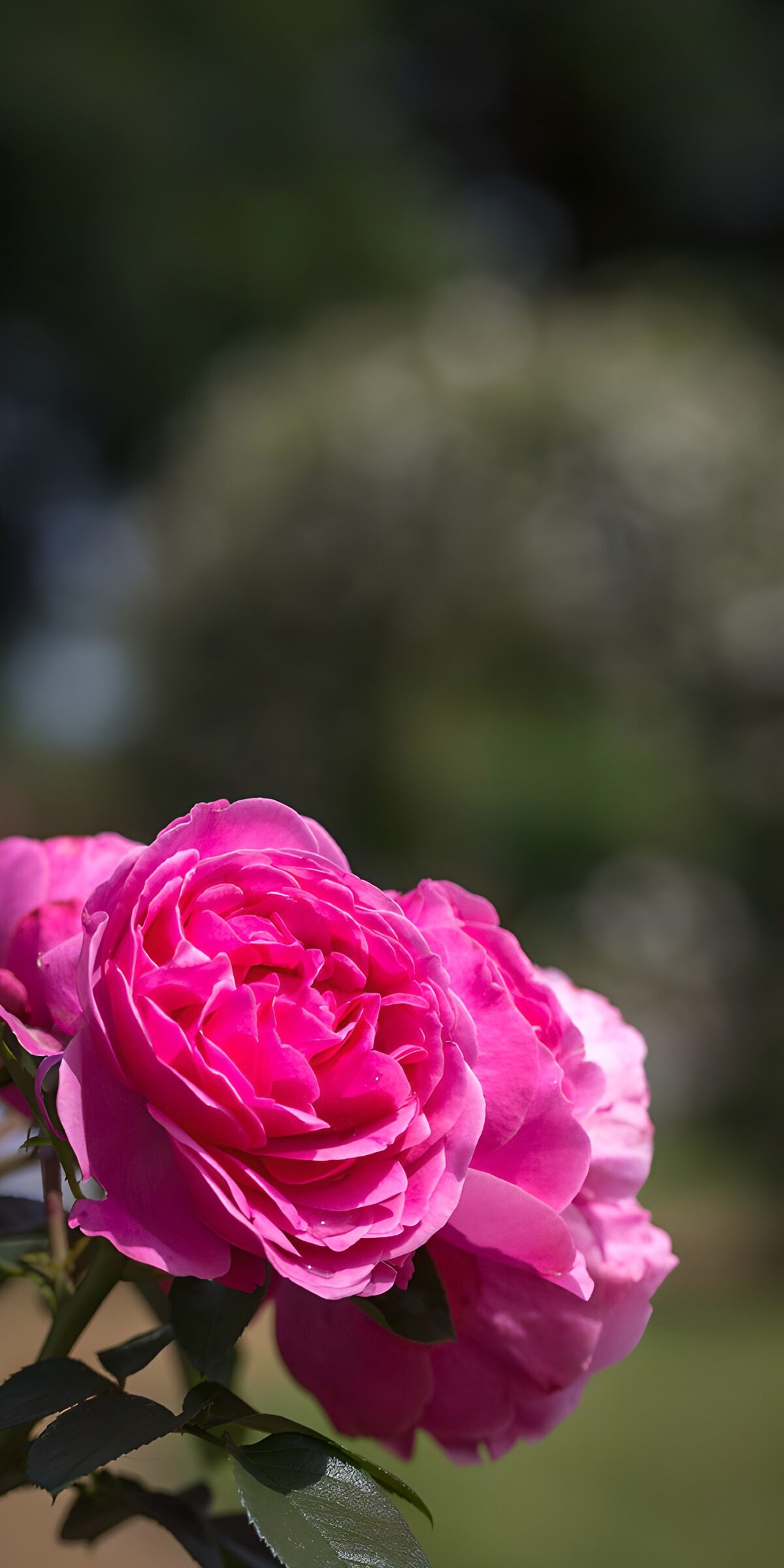 Pink roses in bright sunshine