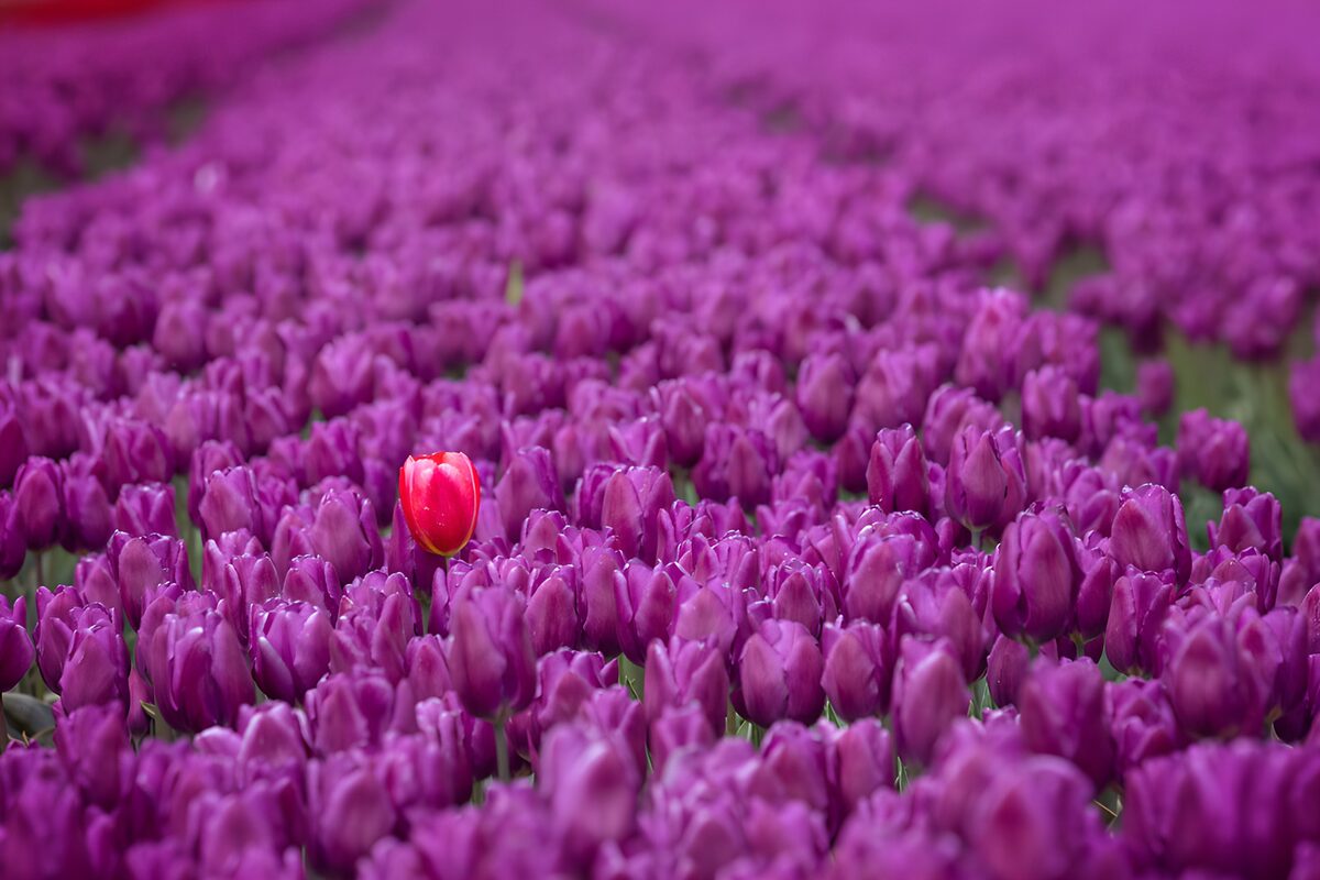 A lone red tulip in a purple spring field