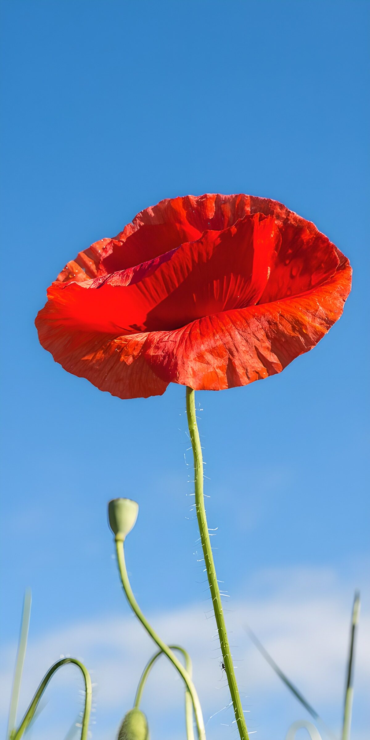 Red poppy against a clear blue sky