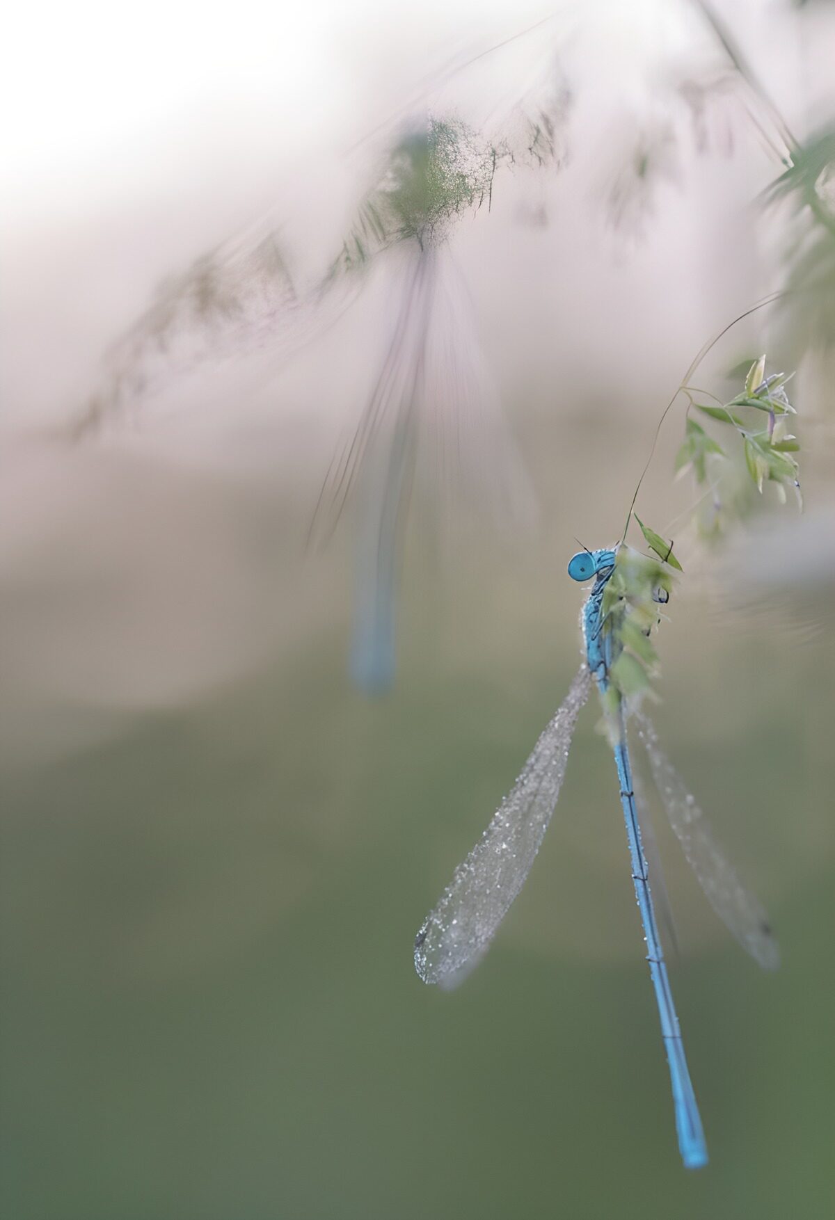 Blue damselfly on delicate grass