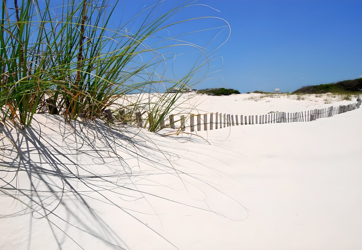 Sunlit dunes with grass and a wooden fence