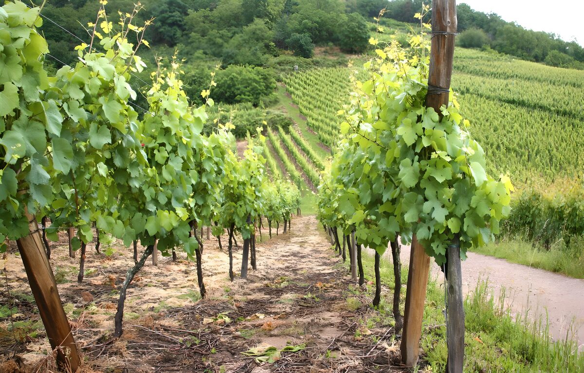 Sunlit vine rows on a steep hillside
