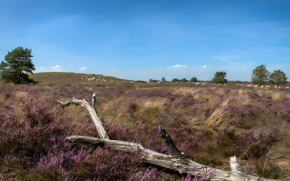 Sheep and heather on a quiet hillside