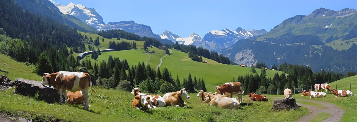 Cows below a skyline stitched with snow
