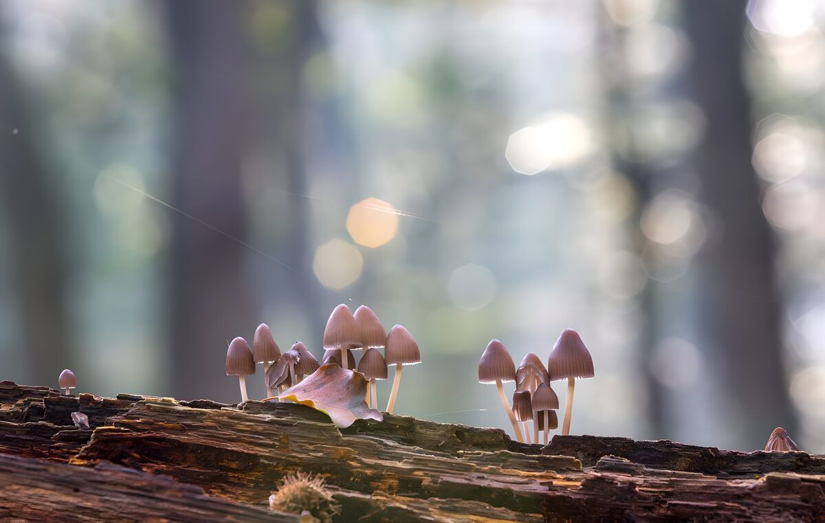 Small mushrooms on a softly lit log