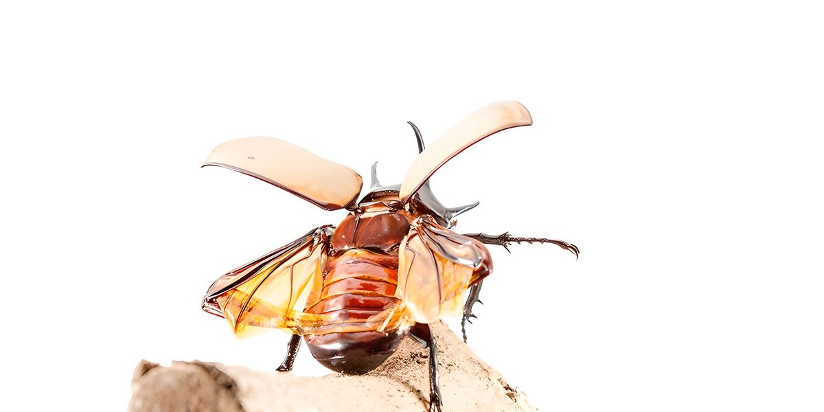 Brown beetle poised with wings spread