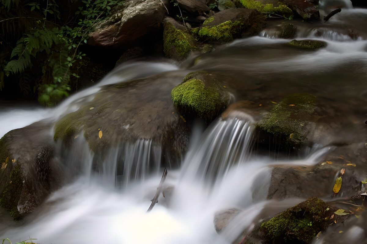 White water weaves through woodland moss