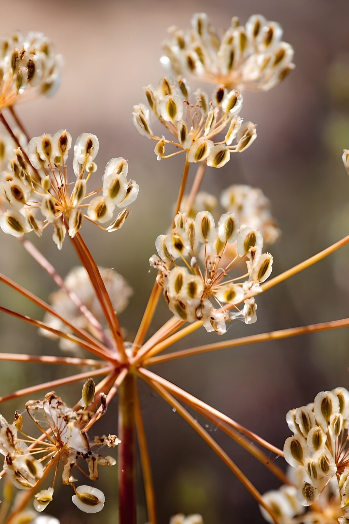 Sunlit seed head with papery husks