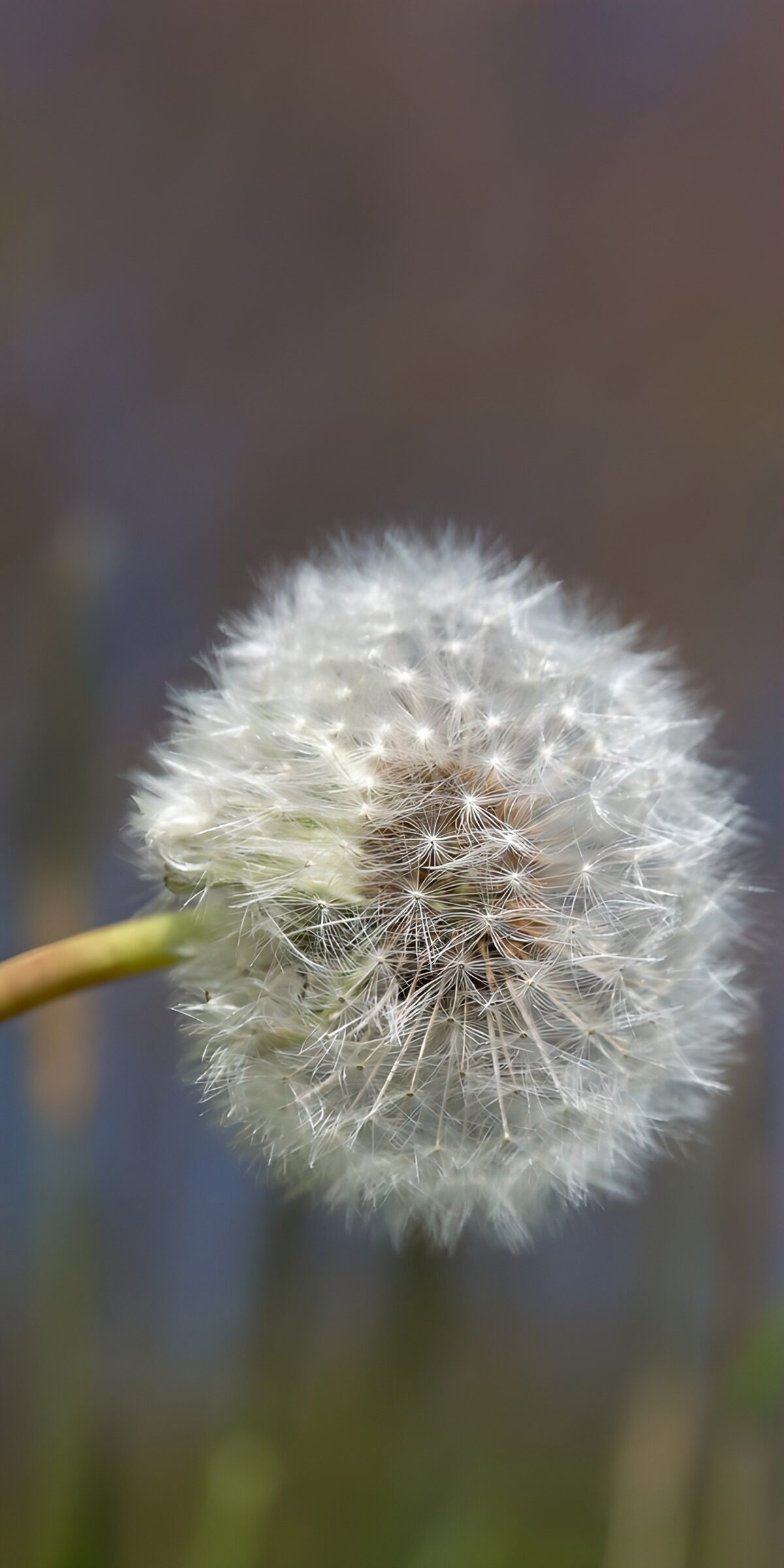 Dandelion clock against muted colours