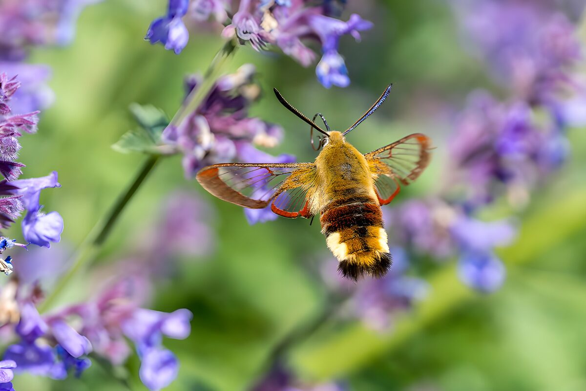 Clearwing moth among sunlit purple flowers