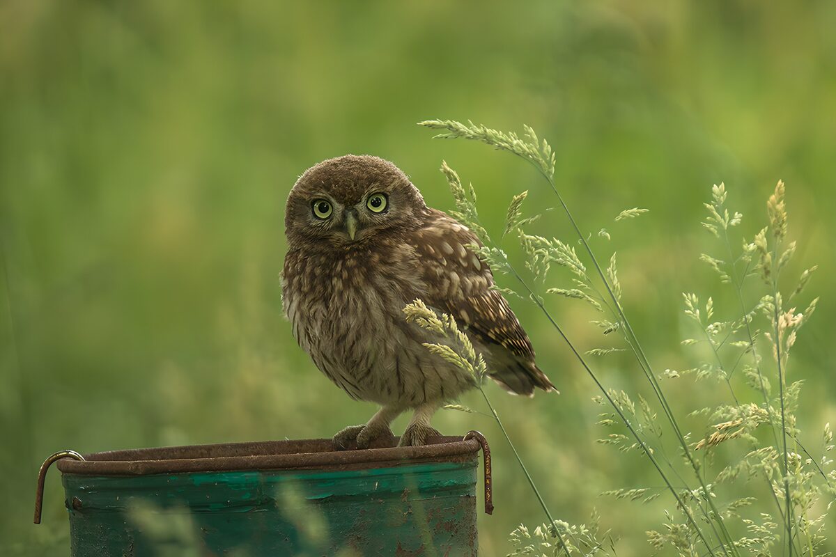 Owl on a rusty rim in soft daylight