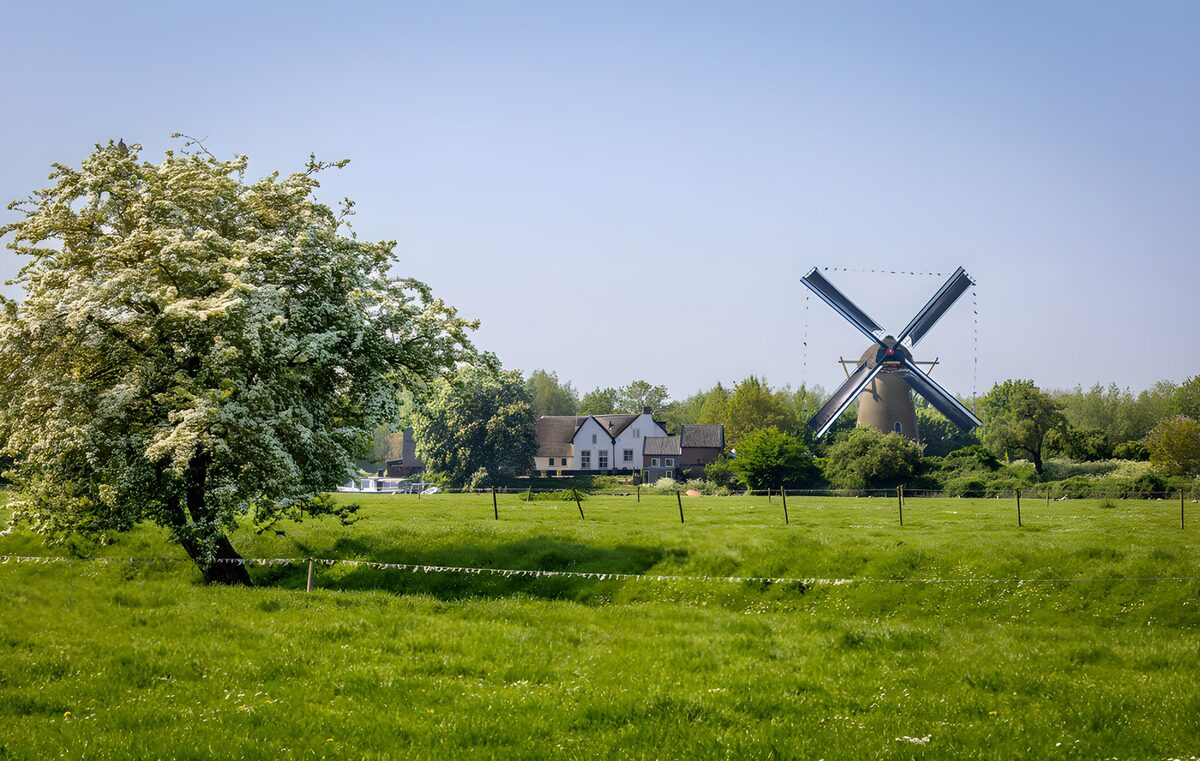 White blossom and a windmill in spring