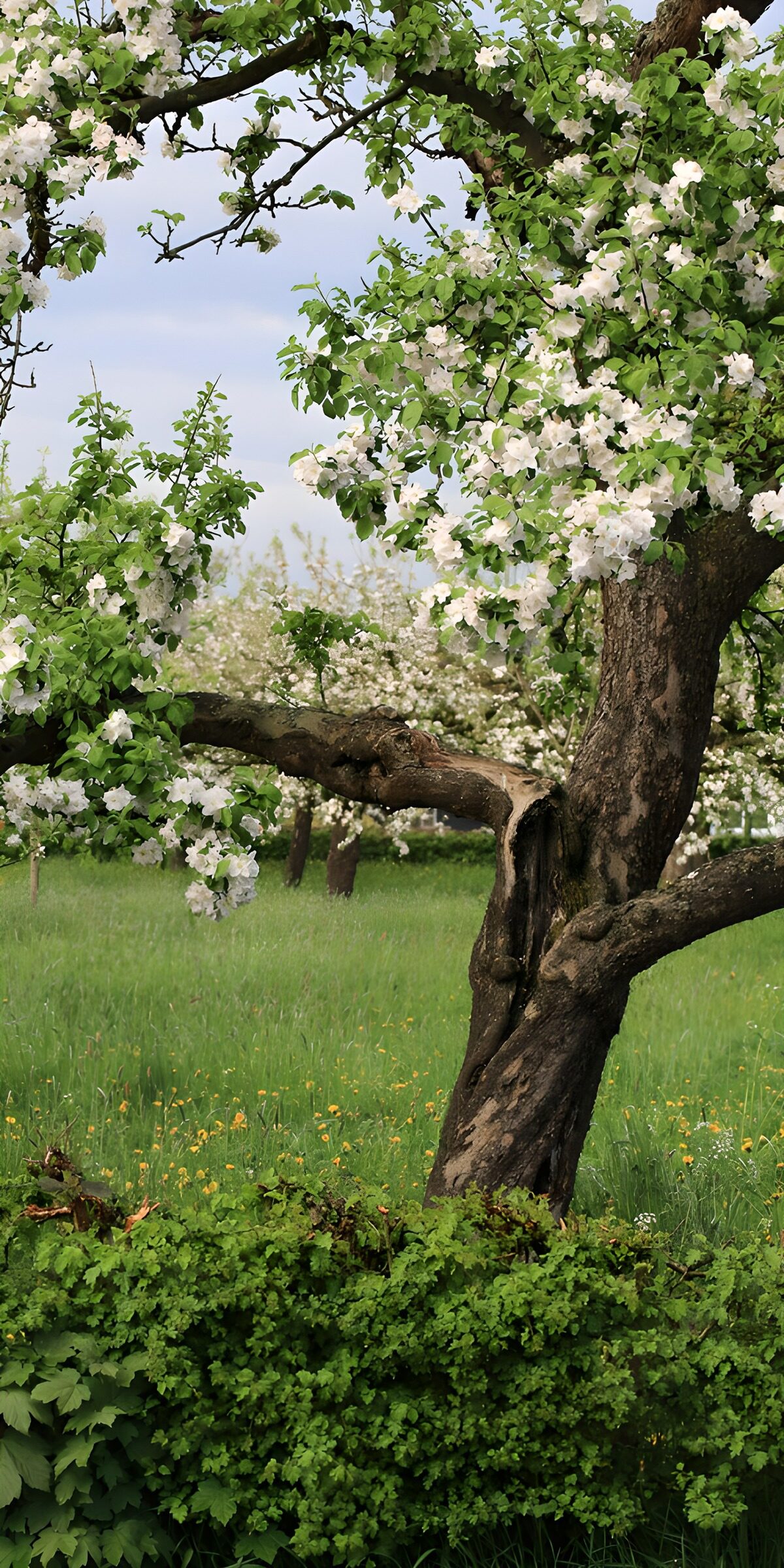 White blossom on a weathered tree