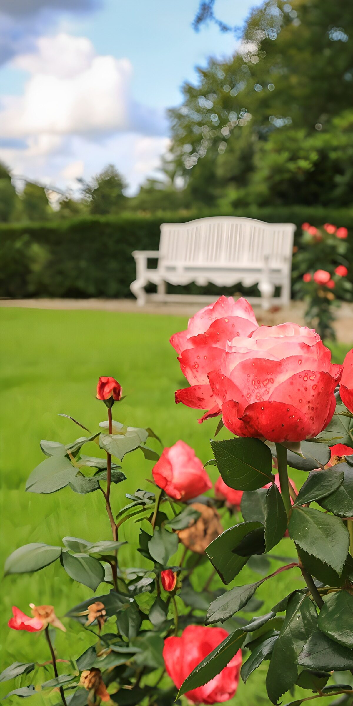 Pink roses by a sunlit garden bench