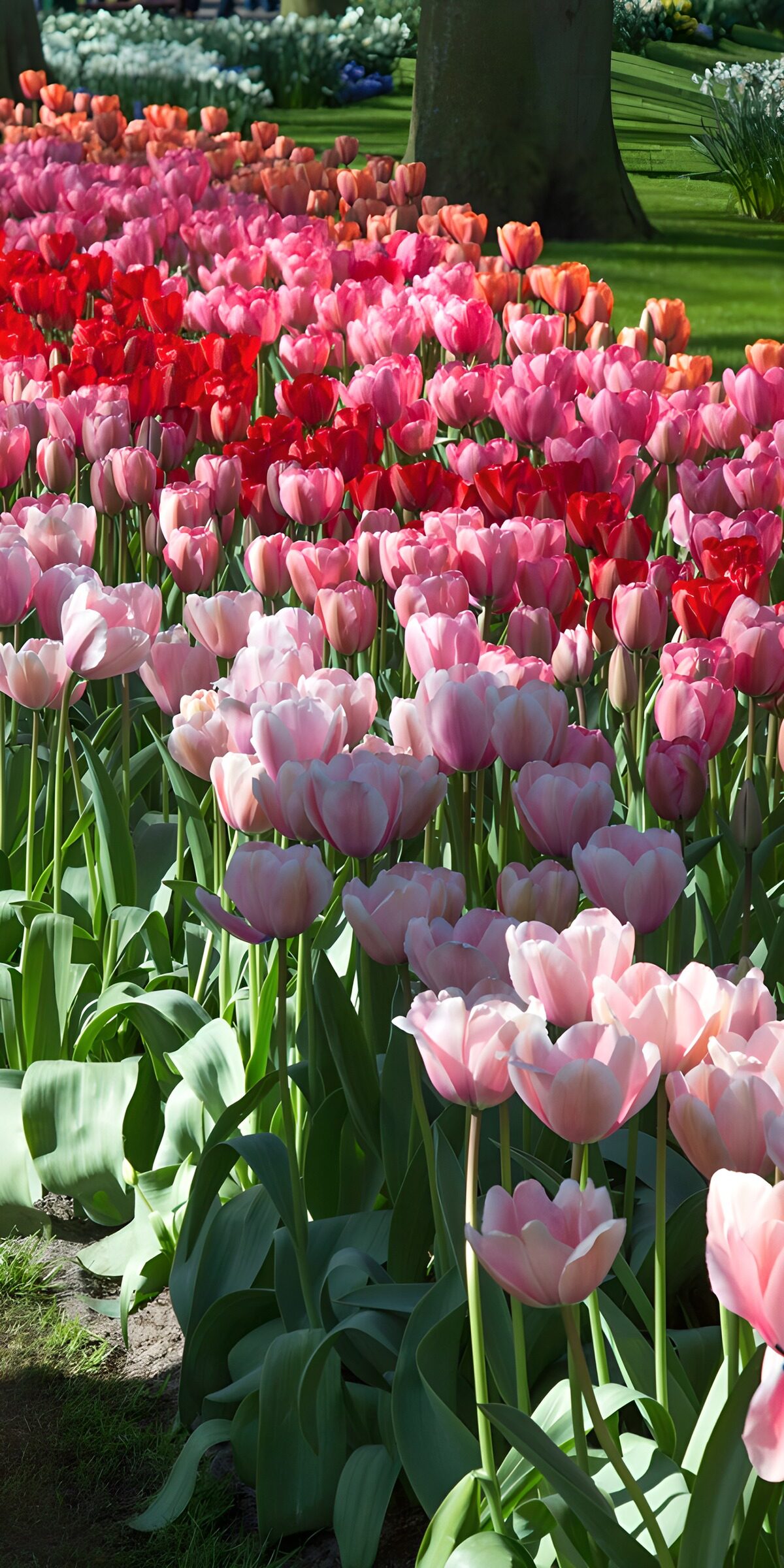 Pink tulips in a tide of spring colour