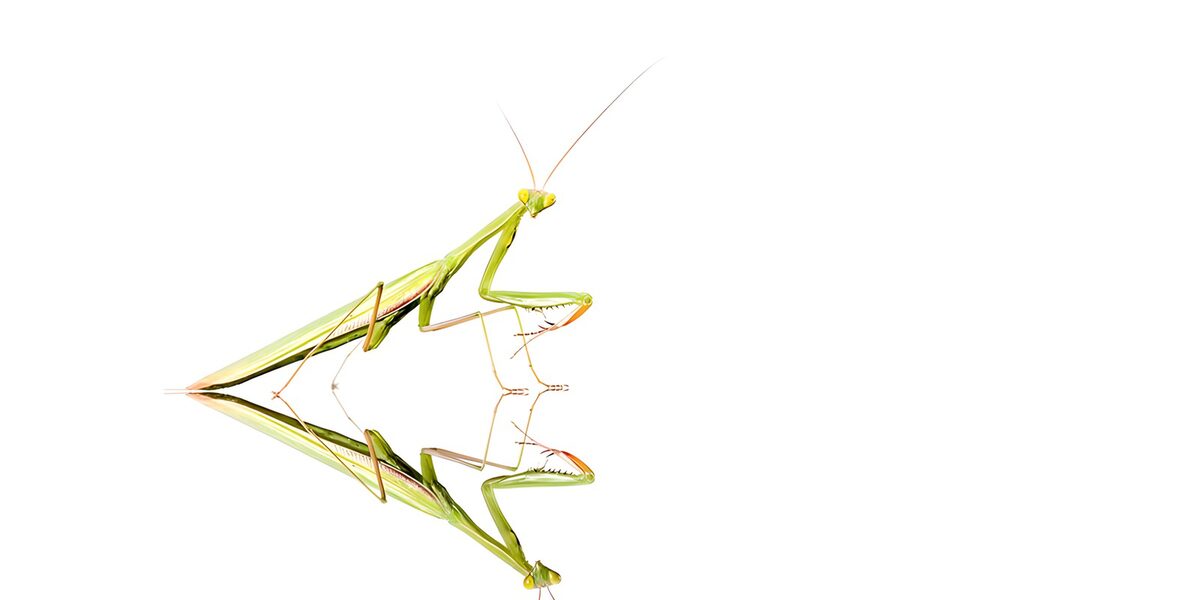 Green praying mantis and its reflection