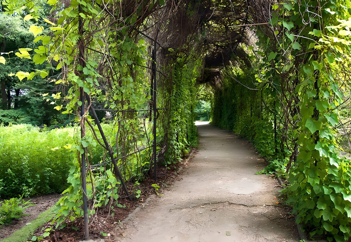 A shaded path beneath leafy arches